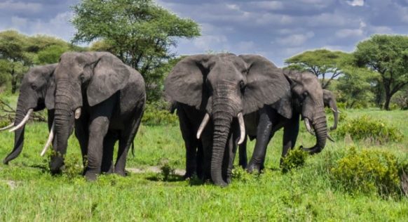 elephants in tarangire national park 582x316 1